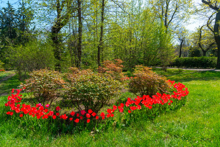 Red tulips blooming in spring in the garden, botanical garden in Odessaの写真素材