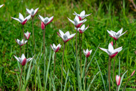 White tulips blooming in spring in the garden, botanical garden in Odessaの写真素材