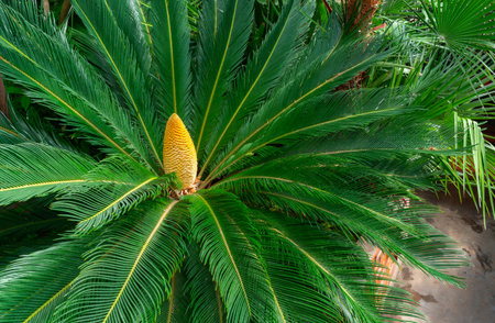 Cycas revoluta - male cycad plant blooms in the botanical garden, Odessaの写真素材
