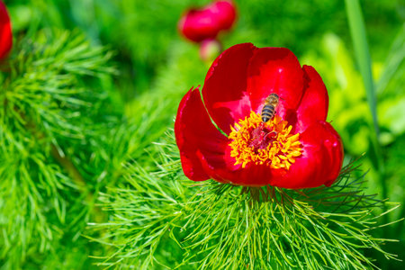 (Paeonia tenuifolia) Honey bees on the pink flowers of a tree peony collect honey and pollenの写真素材