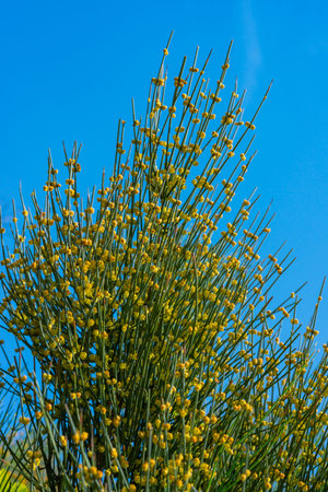 Blooming treelike Ephedra in the botanical garden, Ukraine