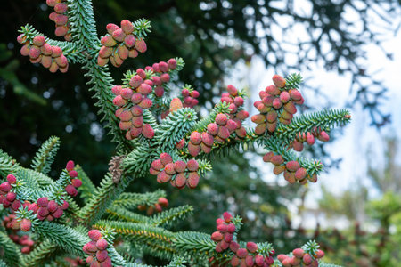 Abies pinsapo - cones on branches with green needle-like leaves, botanical garden, Ukraine