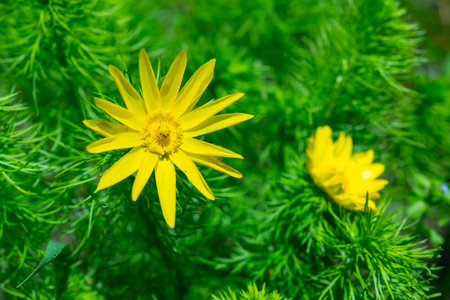 Adonis vernalis - spring pheasant's, yellow pheasant's eye, disappearing early blooming in spring among the grass in the wild, the Red Book of Ukraineの写真素材