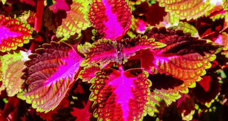 Coleus - a group of plants with bright leaves in the collection of a botanical garden, Ukraine