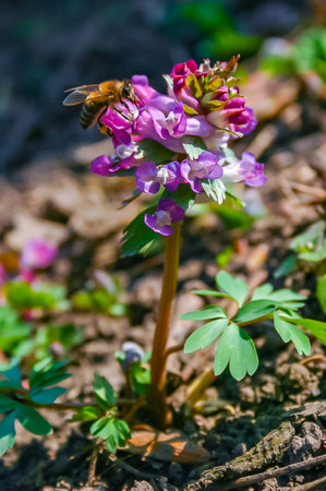 Honey bee collects pollen and nectar on a wild plant with purple flowers in spring, Ukraineの写真素材