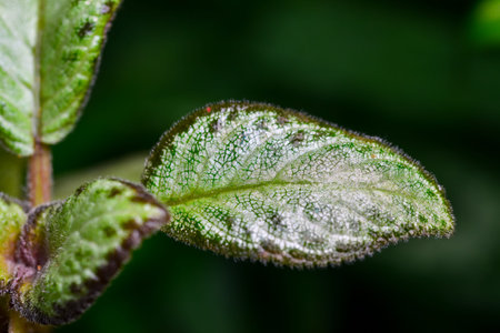 Episcia sp. - close-up of spotted multi-colored leaves of a plant with a metallic sheen from the collection of a botanical garden, Ukraineの写真素材