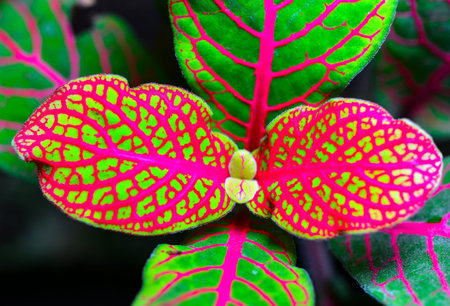 Fittonia (nerve plant) - ornamental plant with bright leaves with red veins in a botanical garden, Odessaの写真素材
