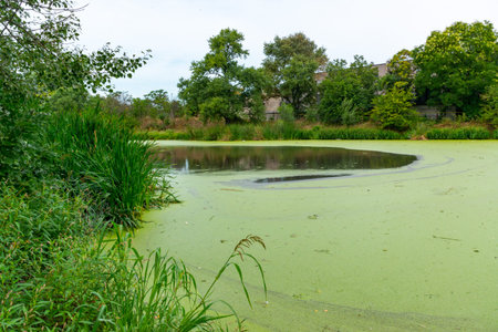 Eutrophic settlement pond overgrown with aquatic plants Piscia and duckweed (Lemna turionifera) and (Wolffia arrhiza), Odessaの写真素材