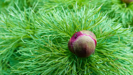 Paeonia tenuifolia - endangered species of wild peony blooming with red flowers in a botanical gardenの写真素材