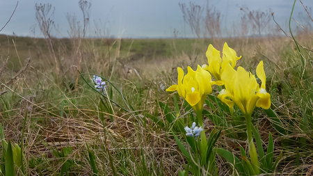 Yellow flowers, Endangered steppe plant pygmy iris or dwarf iris (Iris pumila), Red Book of Ukraine