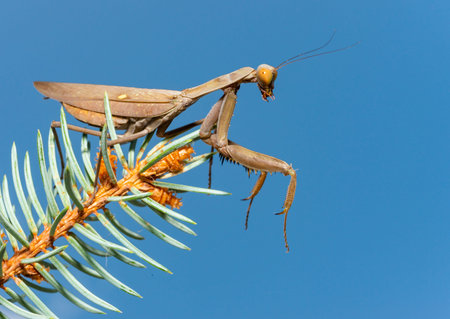 Hierodula transcaucasica - an invasive species of mantis in Ukraine on the needles of a Christmas...