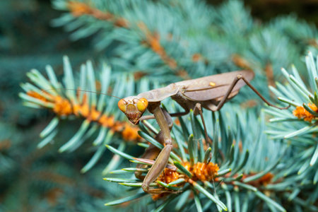 Hierodula transcaucasica - an invasive species of mantis in Ukraine on the green needles of a Christmas tree, Odessaの写真素材