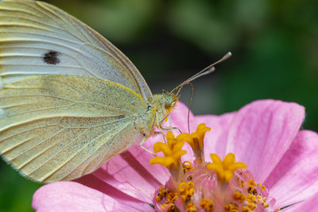Pieris brassicae - white butterfly sits on a red flower and drinks nectarの写真素材