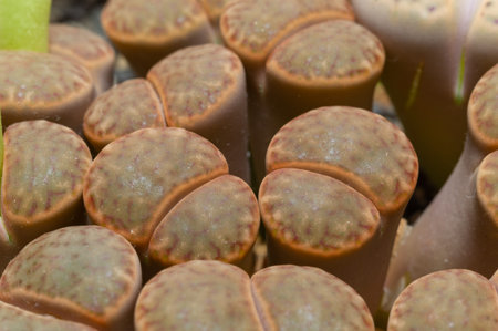 Mesembs (Lithops bromfeldii) South African plant from Namibia in the botanical collection of...