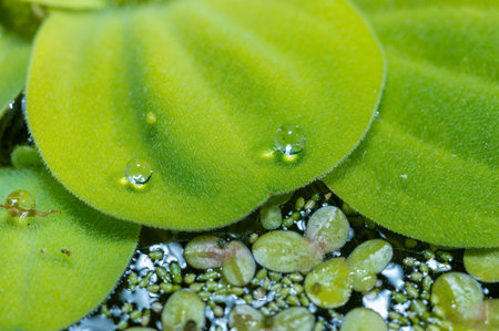 The smallest flowering plant (Wolffia arrhiza) and duckweed (Lemna turionifera) on the water among...