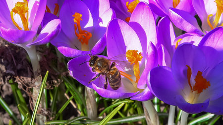 Bee on a flower Garden crocuses bloom in spring in the botanical garden