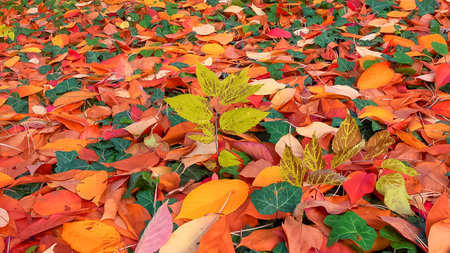 Beautiful red-yellow cherry and sakura leaves fallen to the ground in autumnの写真素材