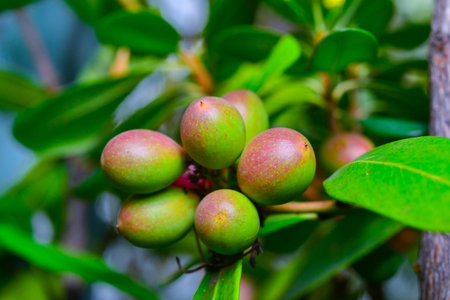 Acokanthera sp. - Close-up of poisonous fruits of a plant in the collection of a botanical garden, Odessaの写真素材