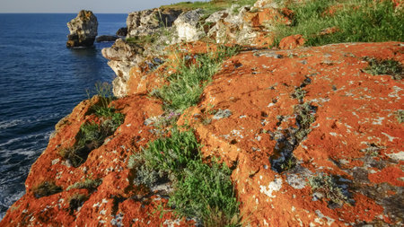 Coastal yellow and brown salt tolerant lichens on rocks near water in Bulgaria, Black Seaの写真素材