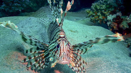 Common lionfish (Pterois volitans), Fish hunt and swim over a coral reef. Red Sea, Egyptの写真素材