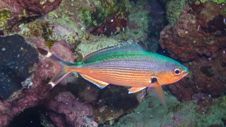 Caesio suevica - tropical fish sleep at night near the coral on the reef. Red Sea, Marsa Alam, Egypt