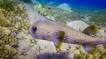 Porcupinefish, Diodon hystrix - swims in the afternoon over a sandy bottom near a coral reef in the...
