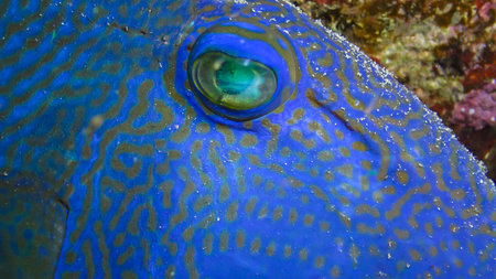 Blue triggerfish (Pseudobalistes fuscus), fish at night resting on the bottom under the coral reef,...