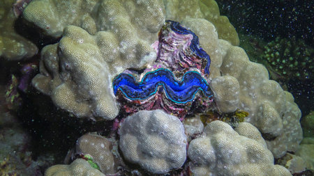 Bivalve (Tridacna maxima) bivalve mollusk, grown among corals on the reef in the Red Sea