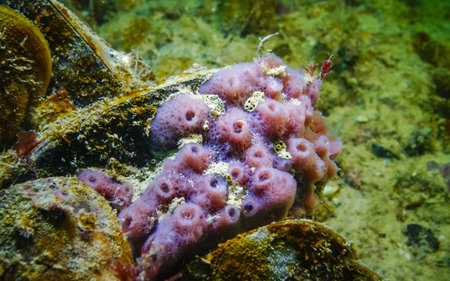 Pink sea sponges Halichondria (Spongia) on the reefs in the Black Sea, Odessa Bayの写真素材