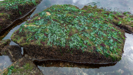 Mollusks Mytilus galloprovincialis and different types of green and red algae on rocks during a...