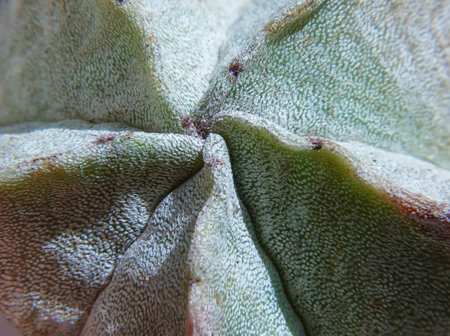 Close-up, cactus Astrophytum sp., in the collection botanical gardenの写真素材