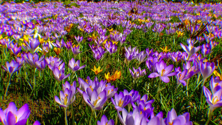 Purple and yellow crocuses bloom in spring in the garden, ephemeral flowers
