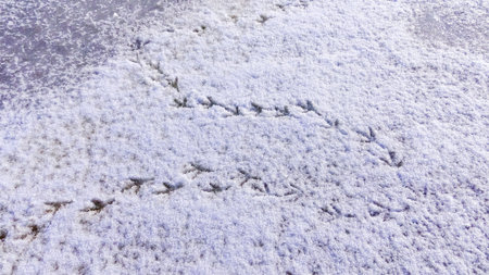 Bird tracks on smooth snow in winter, frozen lakeの写真素材
