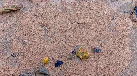 Artemia eggs thrown ashore in the Kuyalnitsky estuary, Odessa region, Ukraineの写真素材