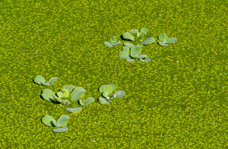 Pistia stratiotes - swims among aquatic plants rootless duckweed (Wolffia arrhiza) and duckweed (Lemna turionifera), pondの写真素材