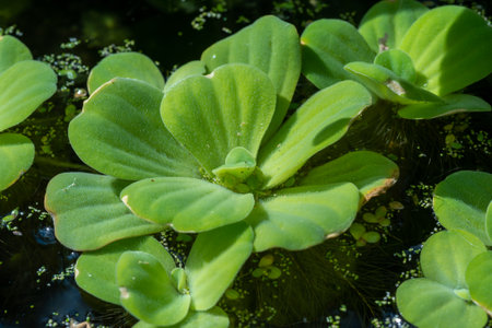 Pistia stratiotes swims among aquatic plantsの写真素材