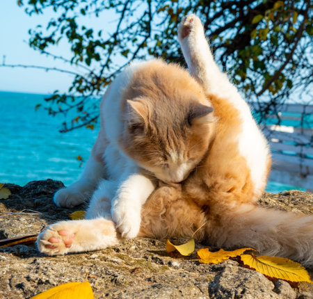 A domestic ginger cat with a white neck and white paws licks its fur in the sun during the day