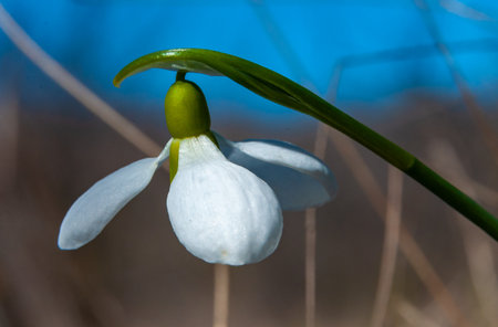 Galanthus elwesii (Elwes's, greater snowdrop), close-up of white snowdrop flowers in the wild, Ukraineの写真素材