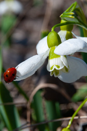 Galanthus elwesii (Elwes's, greater snowdrop), close-up of white snowdrop flowers in the wild, Ukraineの写真素材