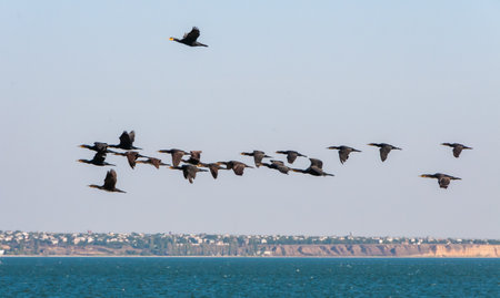 The great cormorant (Phalacrocorax carbo), flies over the water, bird migration Ukraineの写真素材