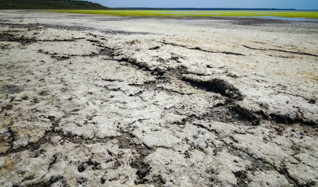 Dry green and red algae washed up on the shore of a shallow, drying estuary in southern Ukraineの写真素材