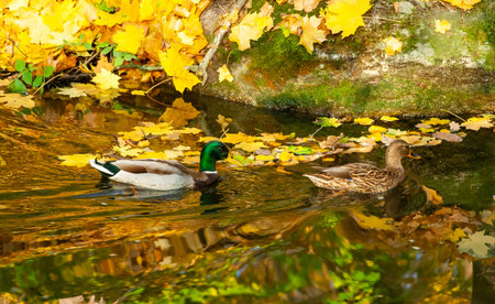 Male and female mallards (Anas platyrhynchos) swim in a stream in Sofievsky Park in autumn, Uman, Ukraineの写真素材
