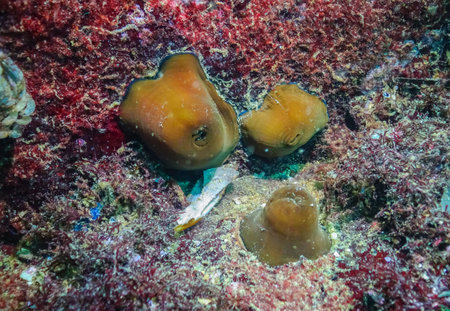 Beadlet anemone (Actinia equina), sea anemones on underwater rocks off the coast of Bulgaria, Black Seaの写真素材