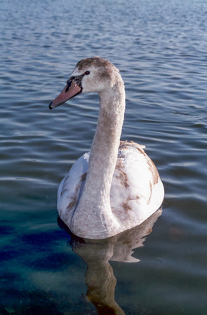 The mute swan (Cygnus olor), an adult bird with a red beak swims in the seaの写真素材