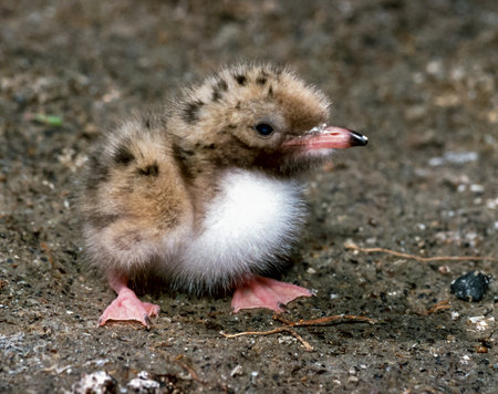 Lake tern chick in a nest on the sand on the shore of an estuary in the south of Ukraineの写真素材