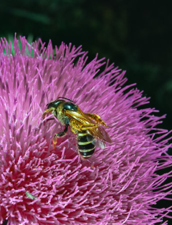 A honey bee collects nectar on a thistle flower, southern Ukraineの写真素材