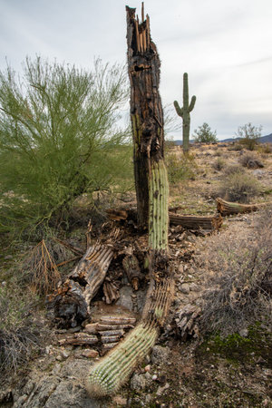 Dry woody pith of a dead cactus, Giant cactus Saguaro cactus (Carnegiea gigantea), Arizona USAの写真素材