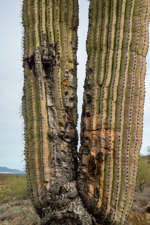 Hollows and biodamage in the stem of a giant cactus (Carnegiea gigantea) in the California desertの写真素材