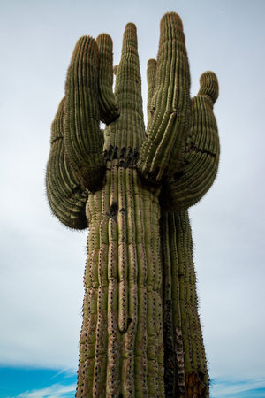 Giant cactus Saguaro cactus (Carnegiea gigantea) against the background of a cloudy sky, Arizona USAの写真素材