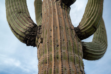 Giant cactus Saguaro cactus (Carnegiea gigantea) against the background of a cloudy sky, Arizona USA